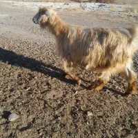 بز محلی آبستن|حیوانات مزرعه|بستان آباد, |دیوار