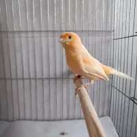 قناری نر موزاییکی