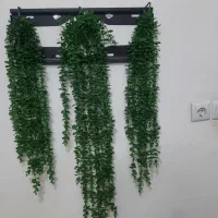 سه تا شمشاد