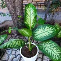 گل دیفین باغیا|گل و گیاه طبیعی|خوی, |دیوار