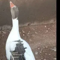 دوتا غاز محلی به فروش میرسد
