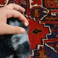 لبوبو سیکرت اورجینال|اسباببازی|سهند, |دیوار