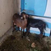 بز کره