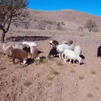 ۵ عدد بره|حیوانات مزرعه|شاخنات, |دیوار