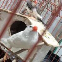 فنج