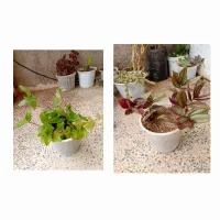 گل و گیاه|گل و گیاه طبیعی|ابهر, |دیوار