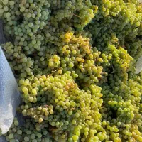 انگور دیوانه دیم