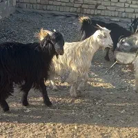 کهره سبک|حیوانات مزرعه|مرودشت, علیآباد|دیوار