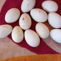 تخم قوغاز اوکراینی