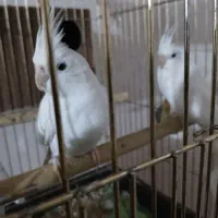 عروس هلندی البینو