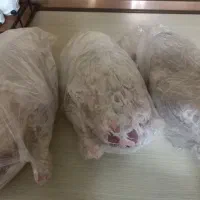 غاز دورگه درشت