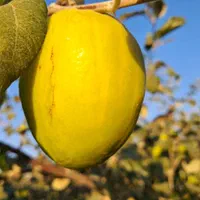 نهال کنار پیوندی