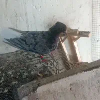 هفت رنگ دم سفید ماده