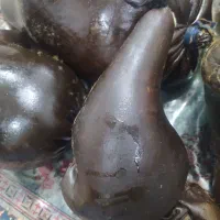 هیزه گوسفندی تازه به شرط|ظروف نگهدارنده، پلاستیکی، یکبارمصرف|ایلام, |دیوار