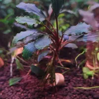 گیاه خاص آکواریوم پلنت|ماهی|تهران, هفت چنار|دیوار