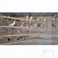 کفتر پرشی به شرط نطفه و جوجه