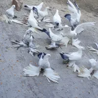 کبوتر پا پر|پرنده|آذرشهر, |دیوار