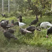 بوقلمون و مرغ وخروس روستایی