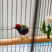 فنچ گلدین|پرنده|فولادشهر, A4|دیوار