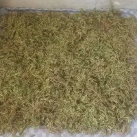 گیاه درمانی|آرایشی، بهداشتی، درمانی|تبریز, |دیوار