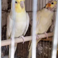 شهرک چمران|پرنده|چمران, |دیوار