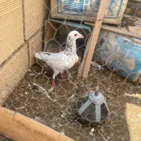 سرور کله هما پرشی