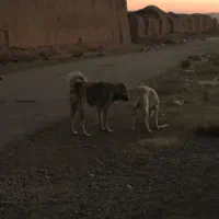 سگ نر و ماده|سگ|اسفراین, |دیوار