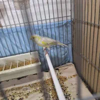 یک جفت قناری فائو نقره ای