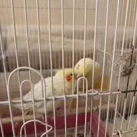 عروس هلندی نروماده بالغ