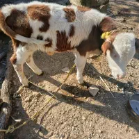 گوساله سیمینتال