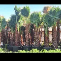 گل و گیاه زینتی و باغچه ای