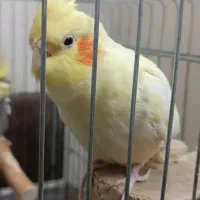عروس هلندی مولد