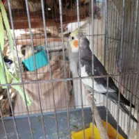 جفت عروس هلندی بالغ