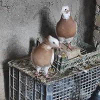 طوقی پرنده کبوتر