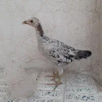 جوجه گلین و کوردی