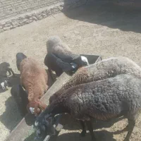 ۷۰راس گوسفندفروشی