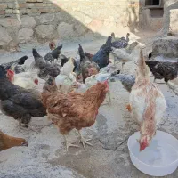 مرغ خروس جوجه کوردی