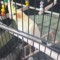 عروس هلندی لوتینو