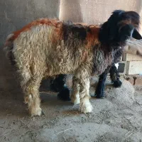 کوه تخمی|حیوانات مزرعه|گتوند, |دیوار