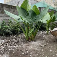 گل بابا آدم ۵ بوته|گل و گیاه طبیعی|لاهیجان, بازکیاگوراب|دیوار