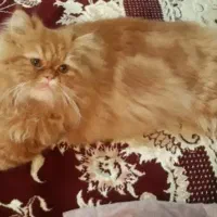 گربه گارفیلد