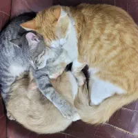 واگذاری رایگان گربه 5 ماه مو بلند و مو کوتاه