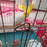 عروس هلندی|پرنده|مرودشت, ثبت احوال|دیوار