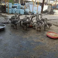 جوجه غو غاز و اردک اسراییلی جوجه آمرک