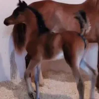 خرید و فروش تخصصی اسب عرب|اسب و تجهیزات اسب‌سواری|اراک, |دیوار