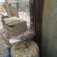 سه تا کفتر دمسفید|پرنده|بهبهان, |دیوار