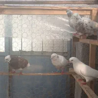 کبوترای پرشی تیر ماه