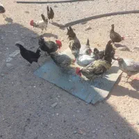 مرغ و خروس|حیوانات مزرعه|کاکی, |دیوار