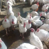 بوقلمون آماده کشتار|حیوانات مزرعه|فریمان, |دیوار