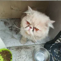 واگذاری رایگان گربه پرشین